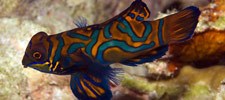 Green Mandarin Goby